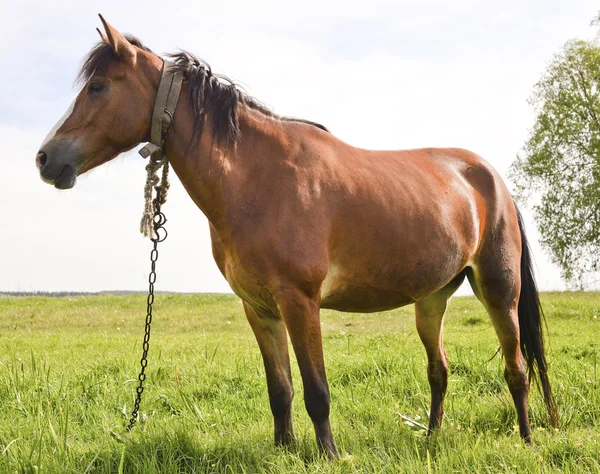 Giovane cavallo bello e orgoglioso pascolo nel prato vicino foresta sul terreno coltivabile — Foto Stock