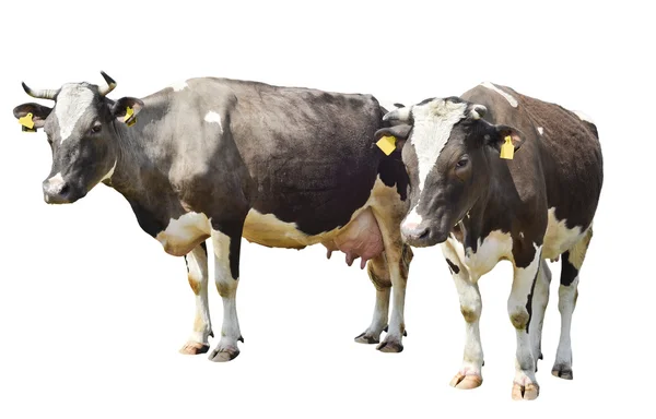 Duas vacas marrons manchadas isoladas em um fundo branco — Fotografia de Stock