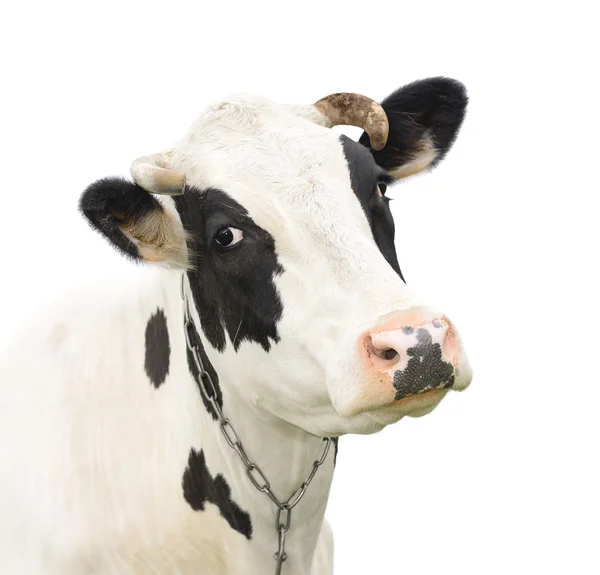 Drôle mignon parler vache isolé sur blanc — Photo