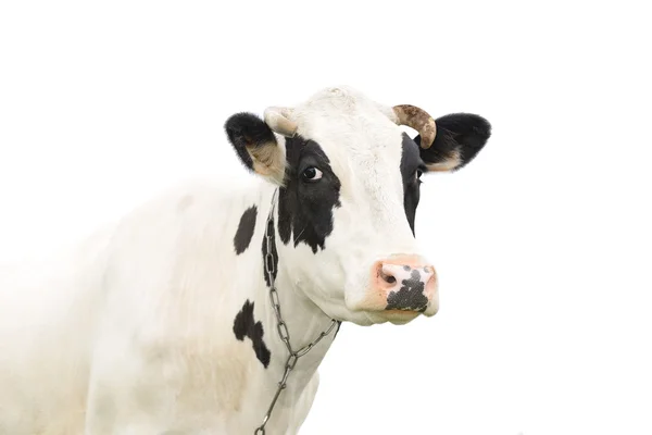 Grappige schattig pratende koe geïsoleerd op wit — Stockfoto