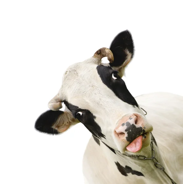 Grappige schattig pratende koe geïsoleerd op wit — Stockfoto
