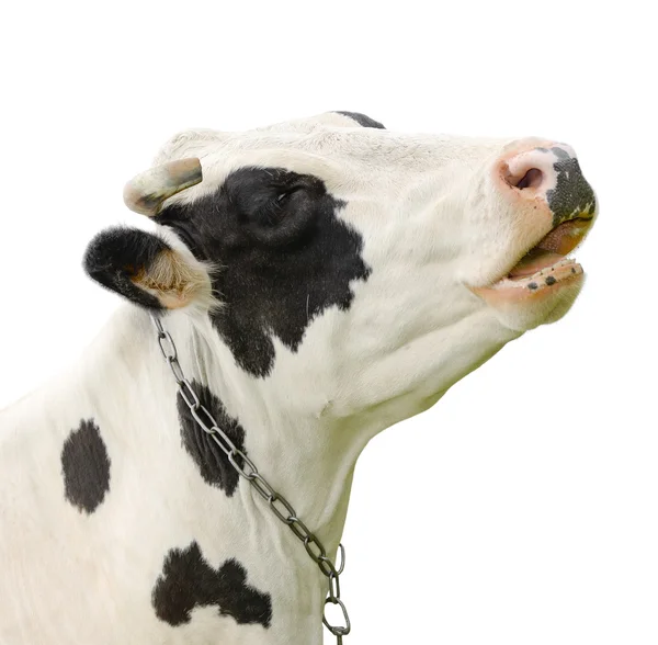 Funny cute talking cow isolated on white — Stock Photo, Image