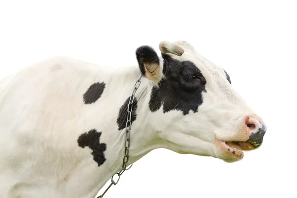 Lustig niedlich sprechende Kuh isoliert auf weiß — Stockfoto