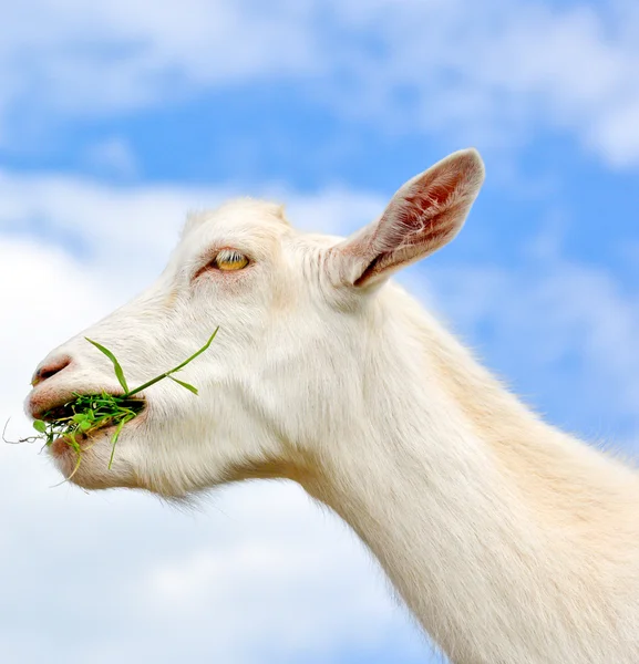 Αστεία κατσίκα τρώει αγρόκτημα πράσινο γρασίδι και μπλε φόντο του ουρανού — Φωτογραφία Αρχείου
