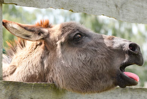 Netter grauer Esel auf dem Bauernhof und Holzzaun — Stockfoto