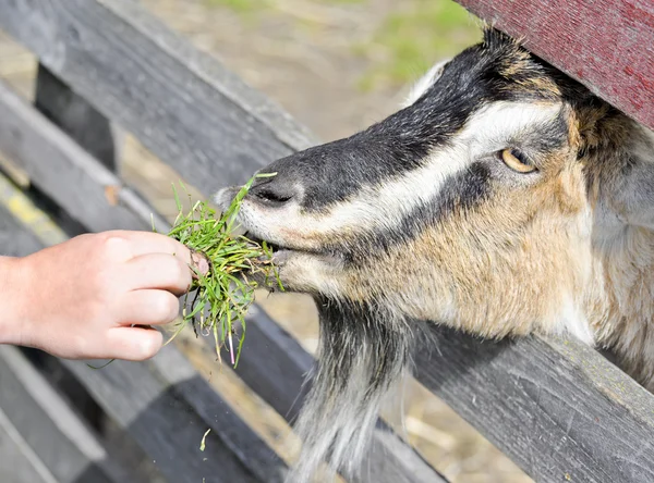 Cabrito engraçado bonito come de uma mão humana na fazenda de cabras. Caprino domesticado engraçado comer lanches na fazenda e fundo de campo verde — Fotografia de Stock