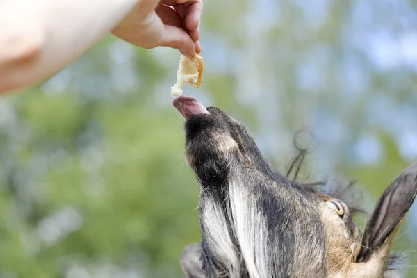 Cabrito engraçado bonito come de uma mão humana na fazenda de cabras. Caprino domesticado engraçado comer lanches na fazenda e fundo de campo verde — Fotografia de Stock