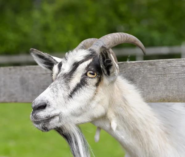 Het portret van witte vrouwelijke geit — Stockfoto