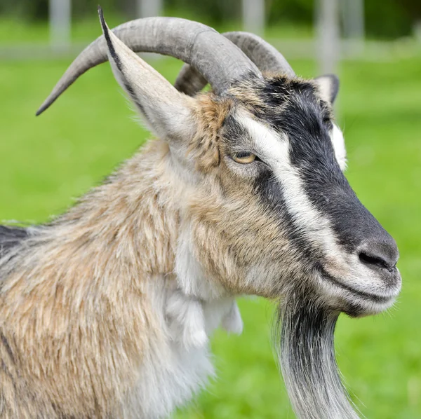 Het portret van grappige geit op achtergrond van groen gras — Stockfoto