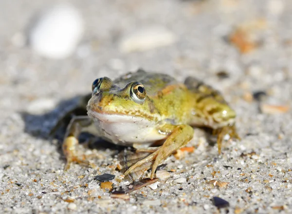 Ropucha na piaszczysty brzeg. Marzycielski żaba siedzi na piasku — Zdjęcie stockowe