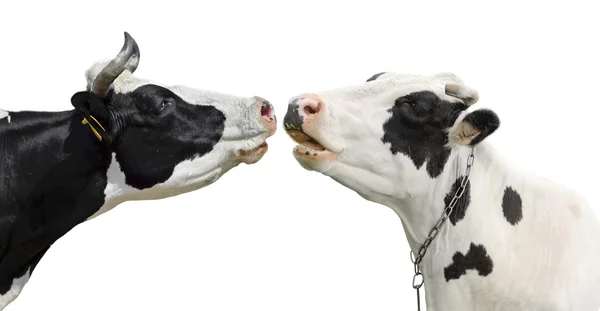 Duas vacas engraçadas isoladas num fundo branco. Retrato de duas vacas giras. Duas vacas falam uma com a outra — Fotografia de Stock