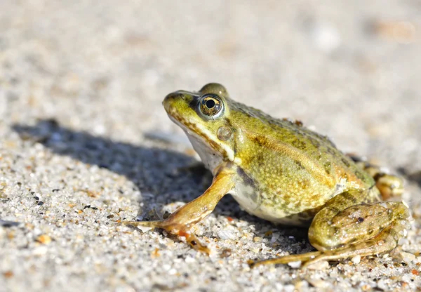 Sapo en una orilla arenosa. Rana soñadora sentada en la arena — Foto de Stock