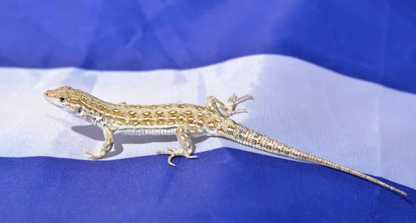 坐在蓝色和白色织物背景的小蜥蜴。在野外的滑稽可爱蜥蜴 — 图库照片