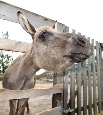 Şirin gri eşek çiftlik ve ahşap çit. Üzgün utangaç gri eşek bir çiftlikte. Katır ve çiftlikte ahşap çit