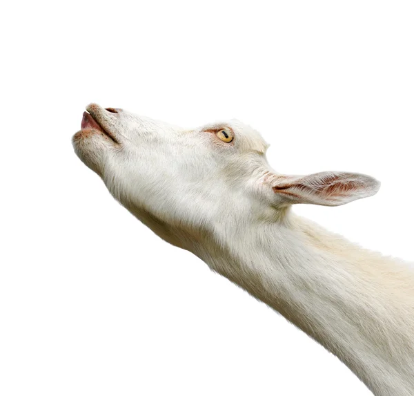 Bonito, bonito, jovem cabra branca isolado no fundo branco. Animais de quinta. Uma cabra engraçada tenta beijar alguém. Cabra falante — Fotografia de Stock