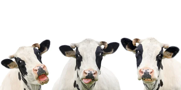 Trois drôles de vaches isolées sur fond blanc. Portrait de trois vaches mignonnes. Groupe de vaches se parlent — Photo