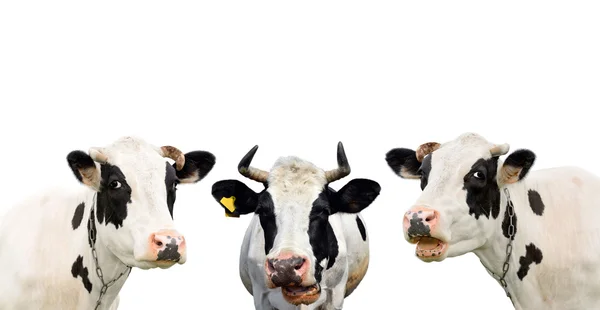 Trois drôles de vaches isolées sur fond blanc. Portrait de trois vaches mignonnes. Groupe de vaches se parlent — Photo