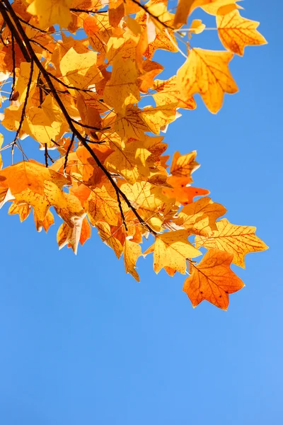 Tulip tree branch with golden autumn leaves. Fall and tuliptree on background of blue sky Royalty Free Stock Images