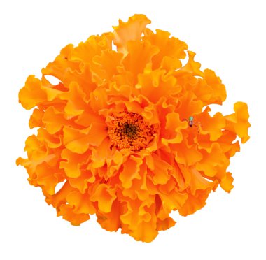 Beautiful orange marigold flower isolated on white background. Bright orange tagete, African marigolds on white clipart