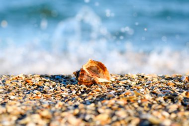 Dalga mavi okyanus veya deniz kumlu bir plaj ve güzel deniz kabuğu. Deniz arka plan