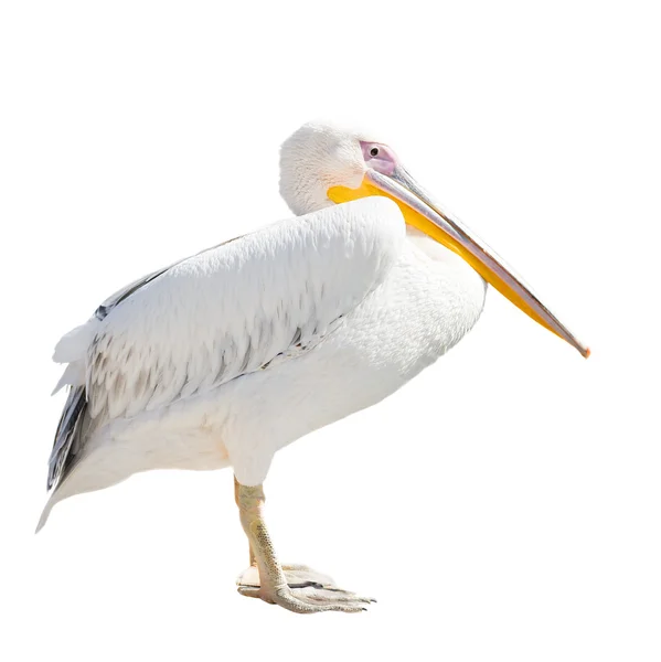 Grand beau pélican blanc isolé sur blanc. drôle mignon zoo oiseau pélican. Pélican - grand oiseau d'eau qui mange du poisson — Photo