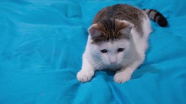 Kediler için bir oyuncakla oynayan benekli beyaz bir kedi. Kedi avcısı ya da renkli tüylü evcil hayvan oyuncağı.