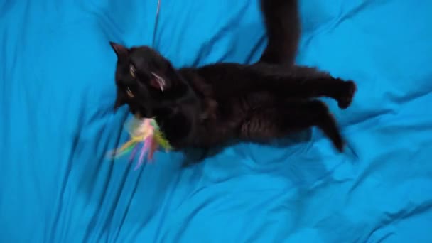 Zabawny Puszysty Czarny Kot Bawiący Się Zabawką Dla Kotów Kot — Wideo stockowe