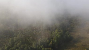 Kozalaklı ormanın havadan görünüşü. Pine Ormanı 'nın yoğun sis ve bulutlar arasındaki manzarası. Drone helikopter görüntüsü.