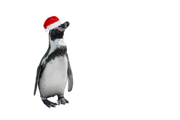 Pinguim Engraçado Comprimento Total Chapéu Vermelho Papai Noel Isolado Branco — Fotografia de Stock