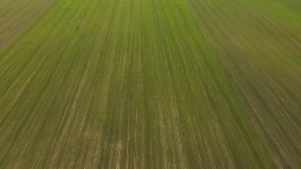 冬の作物が発芽した緑のフィールドの上の空中ドローンビュー 新鮮な緑の芝生のフィールド 農業の概念 4K分解能 — ストック動画