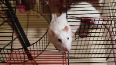 Komik bir sıçan kafesten dışarı bakar ve yemek için yalvarır. Evcil fareler kapanıyor. 4k determinutin videosu