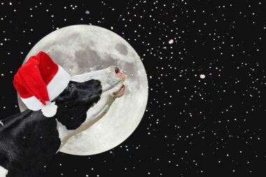 Büyük parlak ayın arka planında Noel Baba şapkalı komik inek. Siyah ve beyaz bir inek aya karşı inliyor. Çiftlik hayvanları.