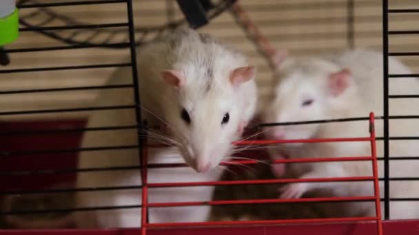 两只滑稽的老鼠从笼子里探出头来乞讨食物 宠物老鼠靠得很近 4K解像度视频 — 图库视频影像
