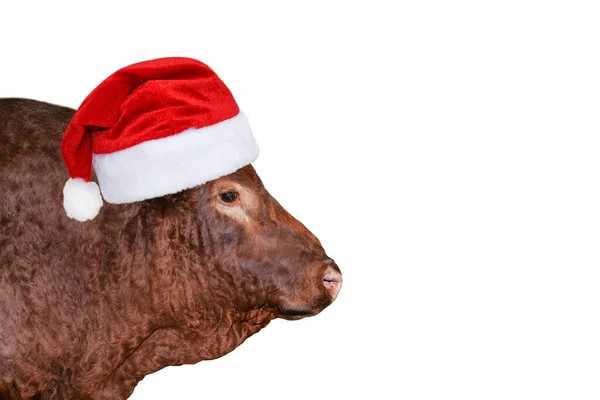 Divertente Grande Toro Marrone Rosso Natale Cappello Babbo Natale Isolato — Foto Stock