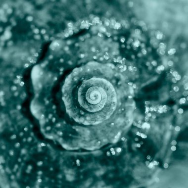 Deniz kabuğu kapanıyor. Üst manzara, derin odaklanma. Spiral ve kıvrımlı kabuk dokusu. Deniz kabuğu modayı 2021 rengine uyarladı