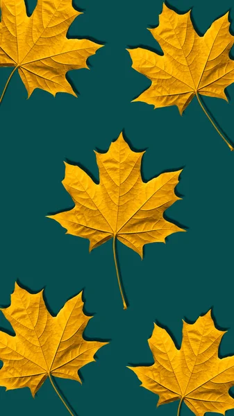 Golden Yellow Maple Leaf Background Isolated Turquoise Background Beautiful Autumn — Stock Photo, Image