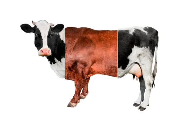 Colagem Vaca Criativa Isolada Fundo Branco Vaca Três Comprimentos Completos — Fotografia de Stock