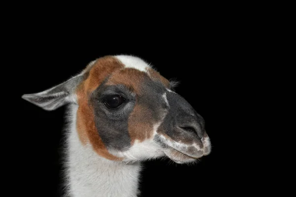 Prachtige Lama Alpaca Portret Geïsoleerd Zwarte Achtergrond Dierentuindieren — Stockfoto