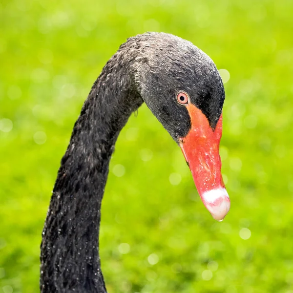 Close up portrait of a black swan on green grass background. Black swan bird