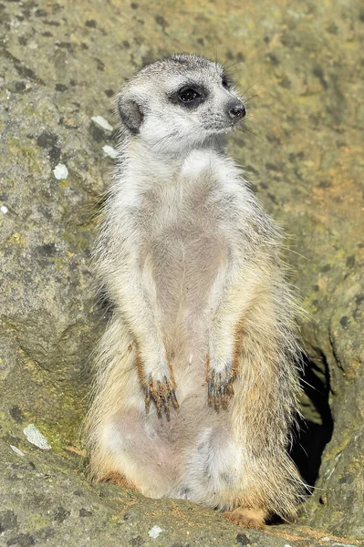 Αστείο Πορτραίτο Της Έπαυλης Meerkat Ένα Ξέφωτο Στο Ζωολογικό Κήπο — Φωτογραφία Αρχείου