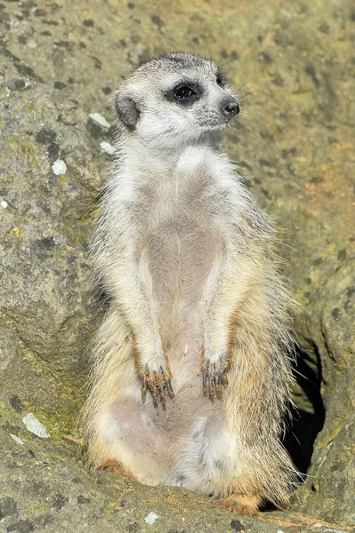 動物園の清掃で面白いMeerkatマナーの肖像画 ミーアキャット Meerkat またはサキュレート Suricate オオカミ科の小さな肉食動物である Meerkatを閉じます 縦の旗 — ストック写真