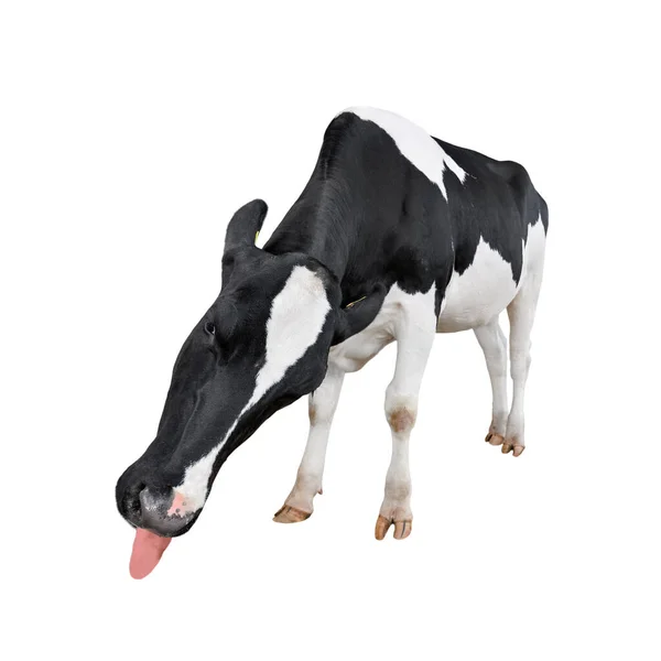 Funny Cow Long Tongue Grazes Spotted Cow Isolated White Background — Stock Photo, Image