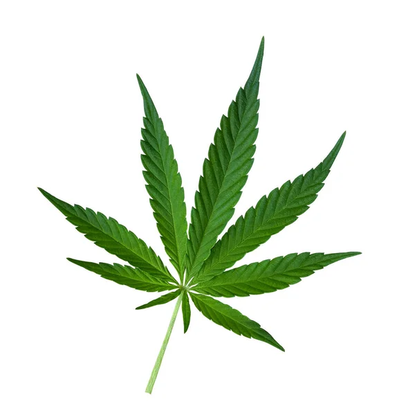 Feuille Cannabis Verte Isolée Sur Blanc Découpe Feuilles Chanvre Près — Photo