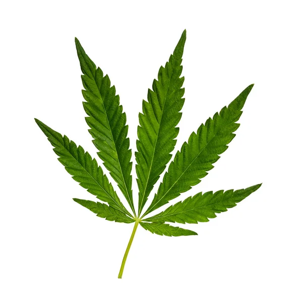 Grön Cannabis Blad Isolerad Vitt Hampa Löv Cutout Närbild Marijuana — Stockfoto