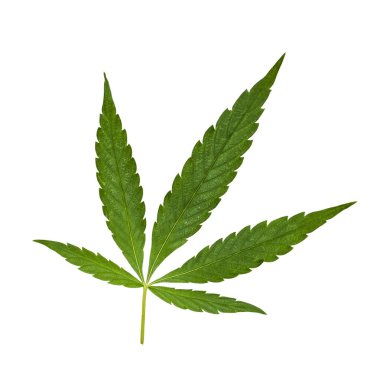 Yeşil kenevir yaprağı beyaza izole edilmiş. Kenevir yaprağı kesimi. Esrar, kenevir yaprağından üretilir.