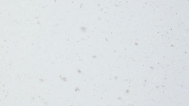 Φόντο Νιφάδων Χιονιού Πτώση Χιονιού Λευκό Φόντο Από Κοντά Καλά — Αρχείο Βίντεο