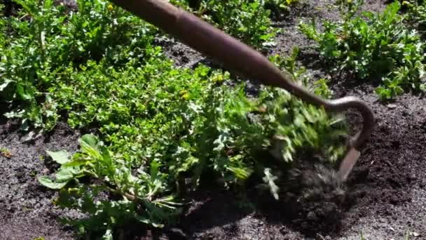 Gardener Plucking Weeds Hoe Close View Hoe Dirt Weeding — Stok video