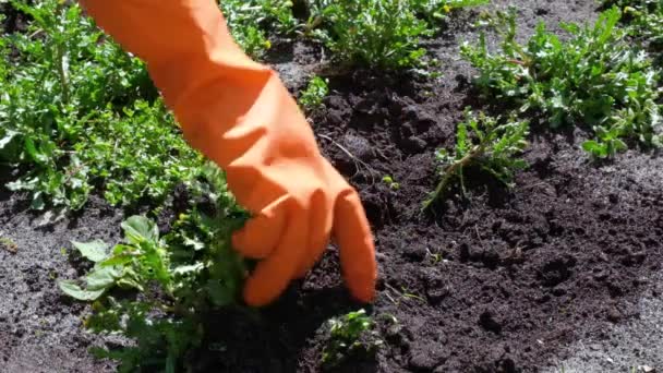 Close Farmer Gardener Tearing Weeds Garden Protective Gloves — Vídeo de stock