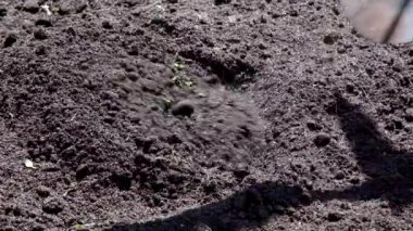Farmer loosen the ground for planting by heavy-duty grubbing hoe