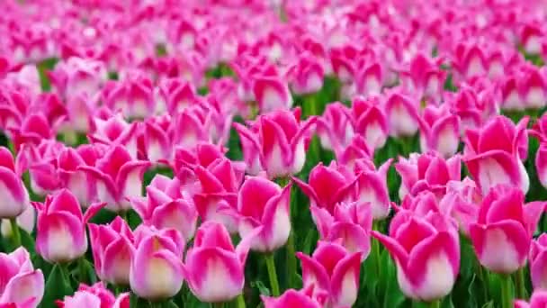 Field or meadow of bright pink tulips and dramatic sky. — Video